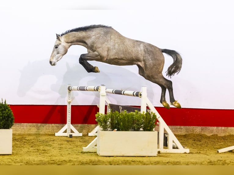 Holsteiner Stute 3 Jahre 167 cm Schimmel in Waddinxveen