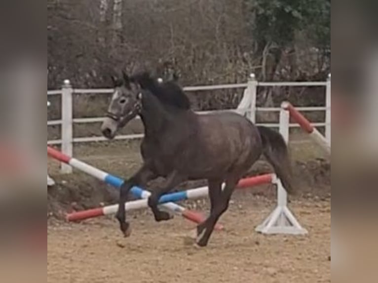 Holsteiner Stute 3 Jahre 167 cm Schimmel in Kasseedorf