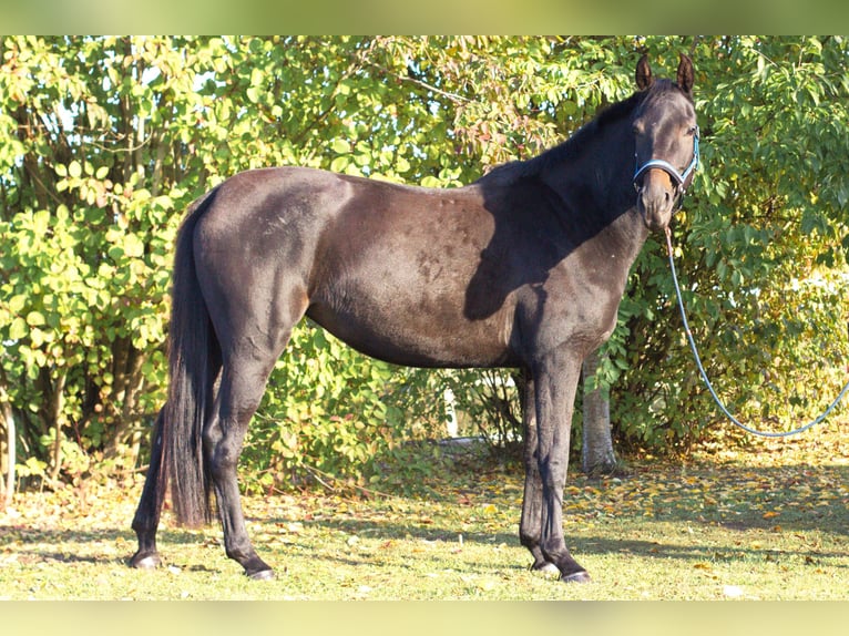 Holsteiner Stute 3 Jahre 167 cm Schwarzbrauner in Nordhof Holsteiner Stute 3 Jahre 167 cm Schwarzbrauner in Nordhof