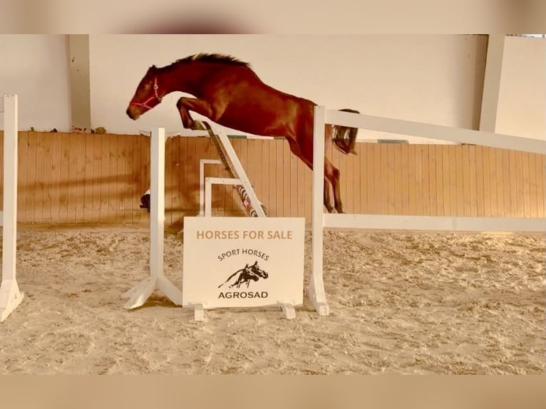 Holsteiner Stute 3 Jahre 168 cm Brauner in Głubczyn