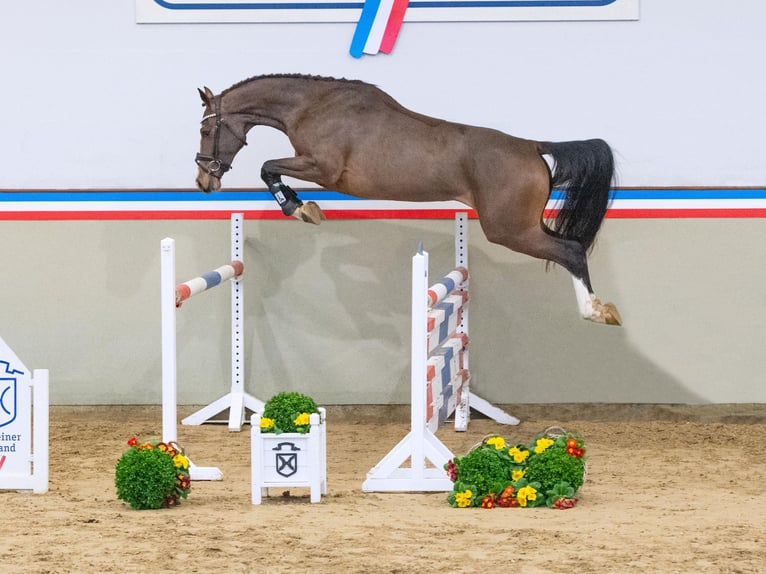 Holsteiner Stute 3 Jahre 168 cm Brauner in Klein Nordende