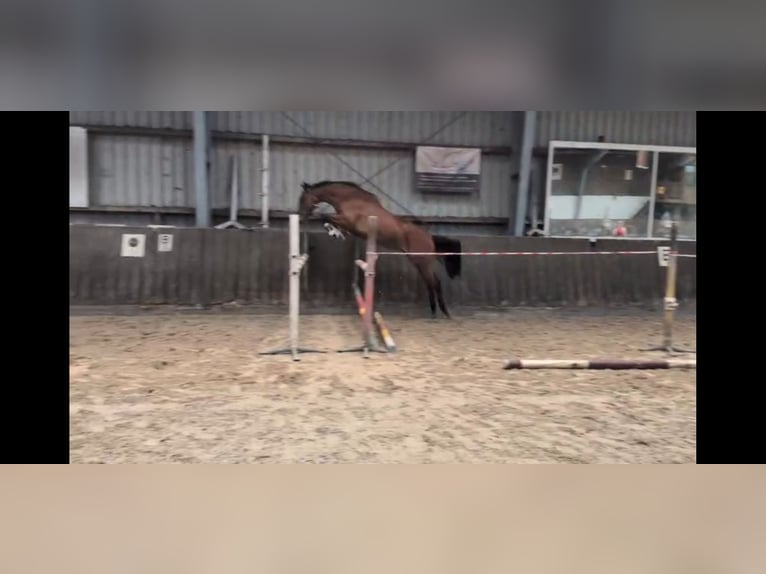 Holsteiner Stute 3 Jahre 168 cm Brauner in Hamweddel
