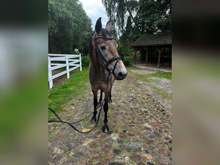 Holsteiner Stute 3 Jahre 168 cm Schimmel in Poggensee