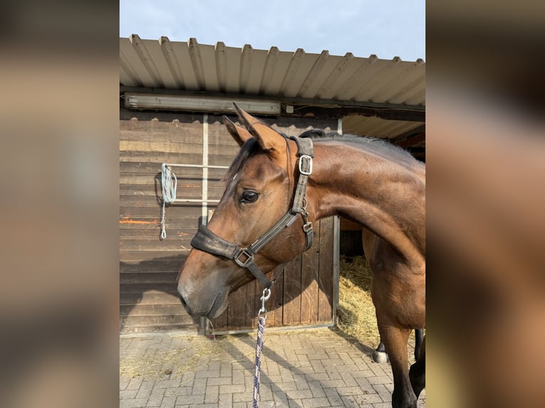 Holsteiner Stute 3 Jahre 169 cm Dunkelbrauner in Merkers-Kieselbach