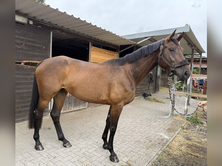 Holsteiner Stute 3 Jahre 169 cm Dunkelbrauner in Merkers-Kieselbach