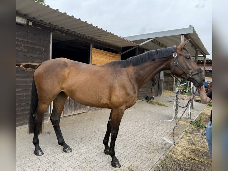 Holsteiner Stute 3 Jahre 169 cm Dunkelbrauner in Merkers-Kieselbach