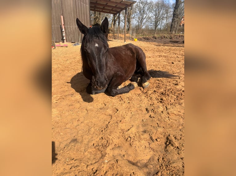 Holsteiner Mix Stute 3 Jahre 169 cm Rappe in Ihlow