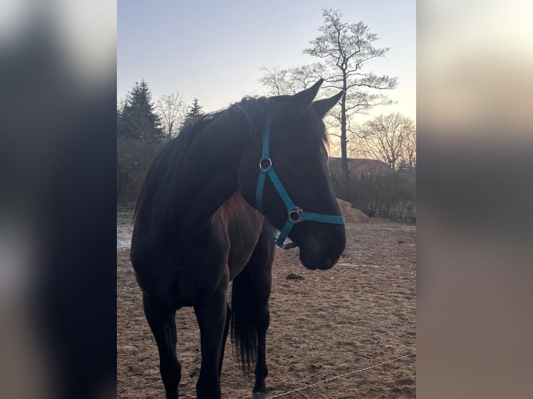 Holsteiner Mix Stute 3 Jahre 169 cm Rappe in Ihlow