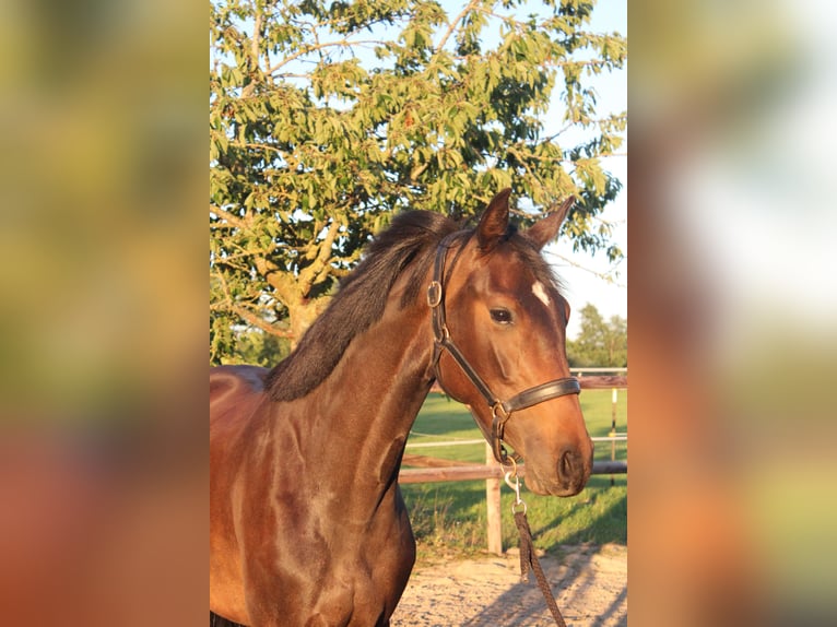 Holsteiner Stute 3 Jahre 169 cm Schwarzbrauner in Hamersen