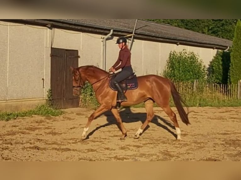 Holsteiner Stute 3 Jahre 170 cm Fuchs in Borstorf