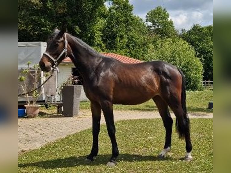 Holsteiner Stute 3 Jahre 171 cm Dunkelbrauner in Wonfurt