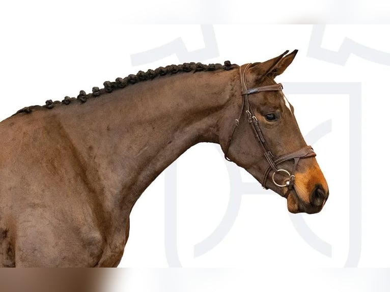 Holsteiner Stute 3 Jahre Dunkelbrauner in Elmshorn