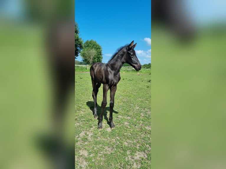 Holsteiner Stute 3 Jahre Rappe in Ringstedt