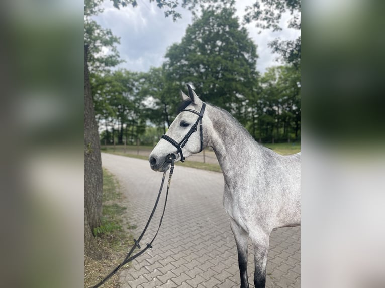 Holsteiner Stute 4 Jahre 156 cm Schimmel in Vechta