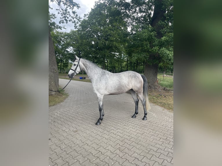 Holsteiner Stute 4 Jahre 156 cm Schimmel in Vechta