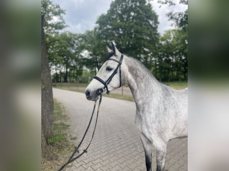 Holsteiner Stute 4 Jahre 157 cm Schimmel in Hauzenberg