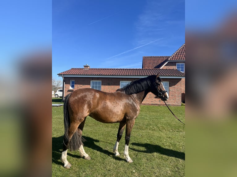 Holsteiner Stute 4 Jahre 158 cm in Oldsum