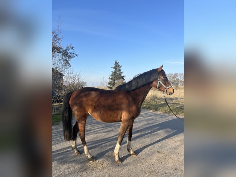 Holsteiner Stute 4 Jahre 158 cm in Oldsum