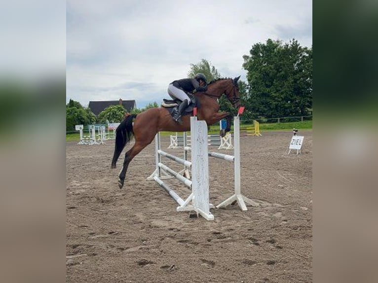 Holsteiner Stute 4 Jahre 160 cm Brauner in Hartenstein