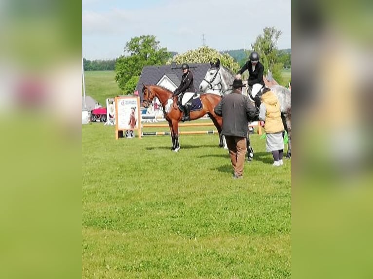 Holsteiner Stute 4 Jahre 160 cm Brauner in Hartenstein