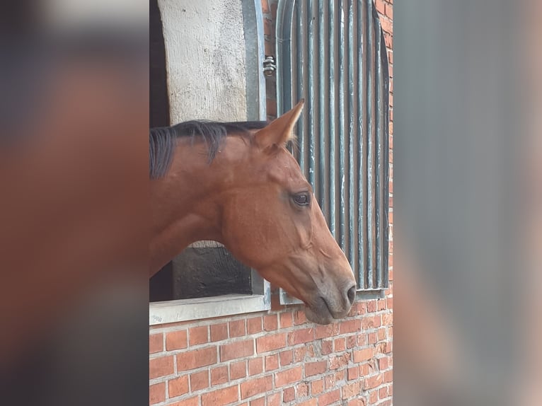 Holsteiner Stute 4 Jahre 160 cm Brauner in Mohrkirch
