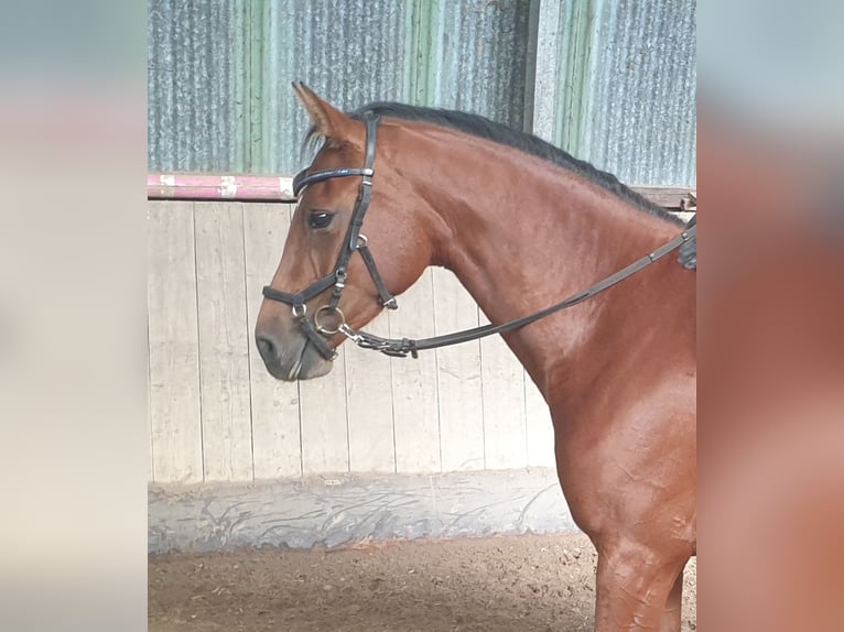 Holsteiner Stute 4 Jahre 160 cm Brauner in Mohrkirch