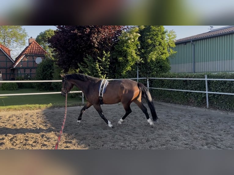 Holsteiner Stute 4 Jahre 161 cm Dunkelbrauner in Haseldorf