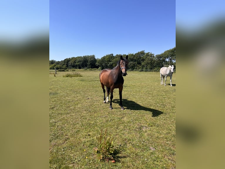 Holsteiner Stute 4 Jahre 162 cm Dunkelbrauner in Süderende
