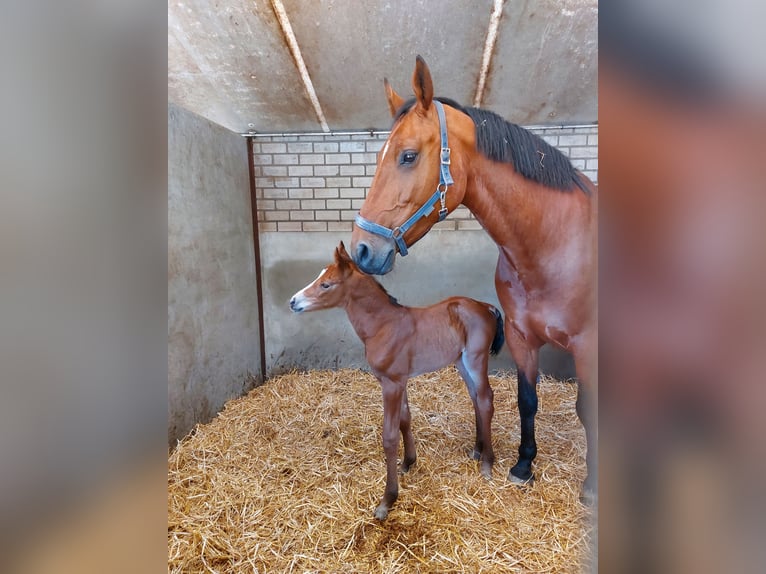 Holsteiner Stute 4 Jahre 164 cm Brauner in Venray