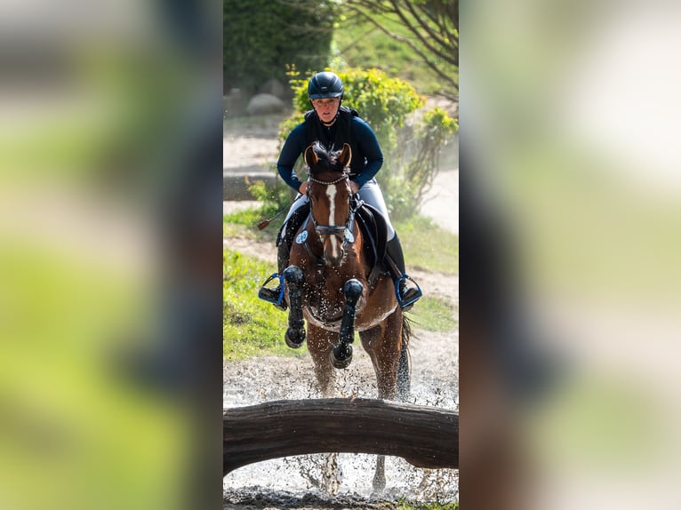 Holsteiner Stute 4 Jahre 164 cm Brauner in Sieversh&#xFC;tten