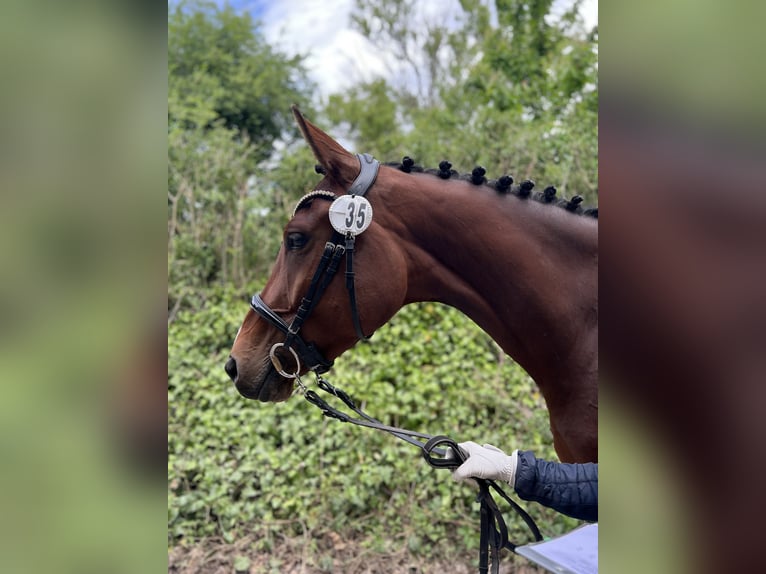 Holsteiner Stute 4 Jahre 164 cm Brauner in Sieversh&#xFC;tten