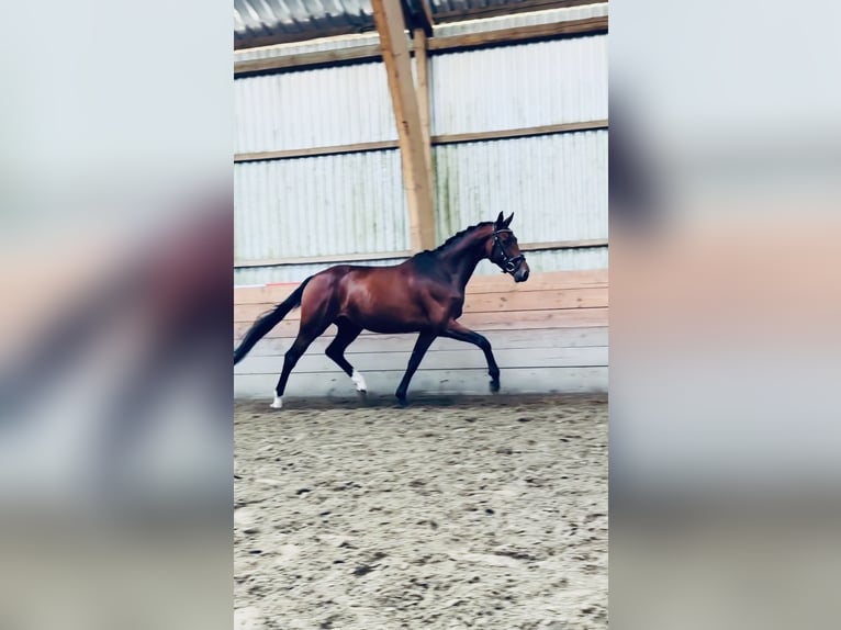 Holsteiner Stute 4 Jahre 164 cm  in Timmendorfer Strand