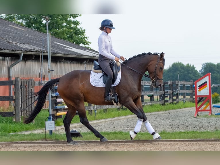 Holsteiner Stute 4 Jahre 165 cm Brauner in Süderdorf