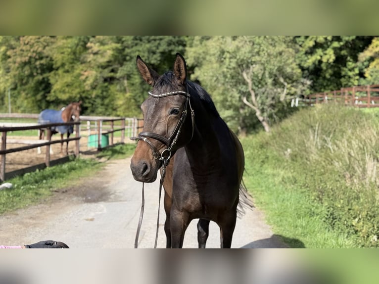 Holsteiner Stute 4 Jahre 165 cm Brauner in Schenklengsfeld