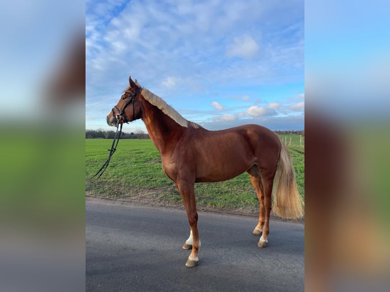 Holsteiner Stute 4 Jahre 165 cm Fuchs in Osdorf