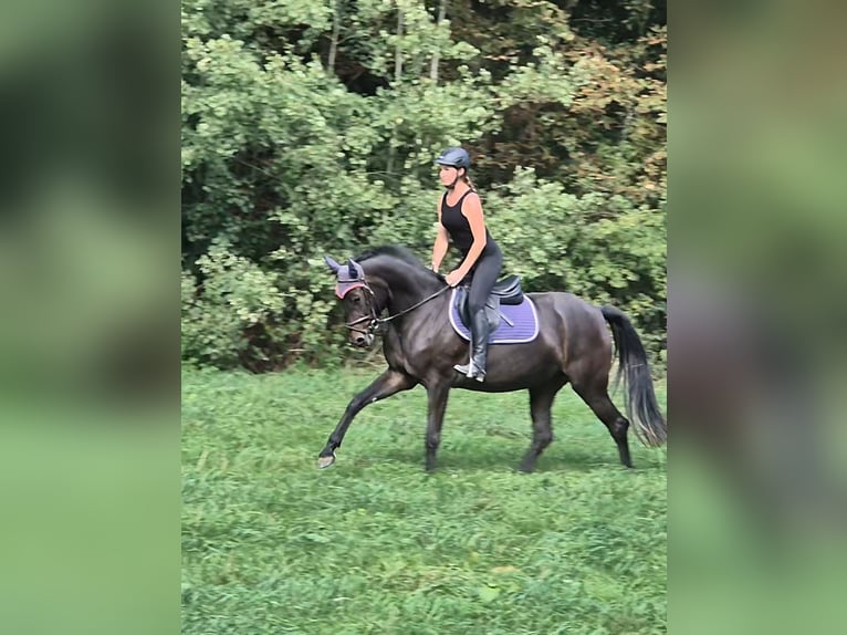 Holsteiner Stute 4 Jahre 165 cm Schwarzbrauner in Wachtberg