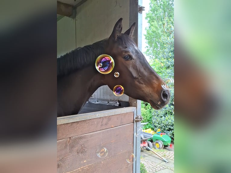 Holsteiner Stute 4 Jahre 165 cm Schwarzbrauner in Wachtberg
