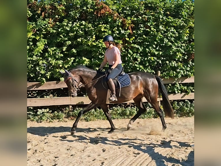 Holsteiner Stute 4 Jahre 165 cm Schwarzbrauner in Wachtberg