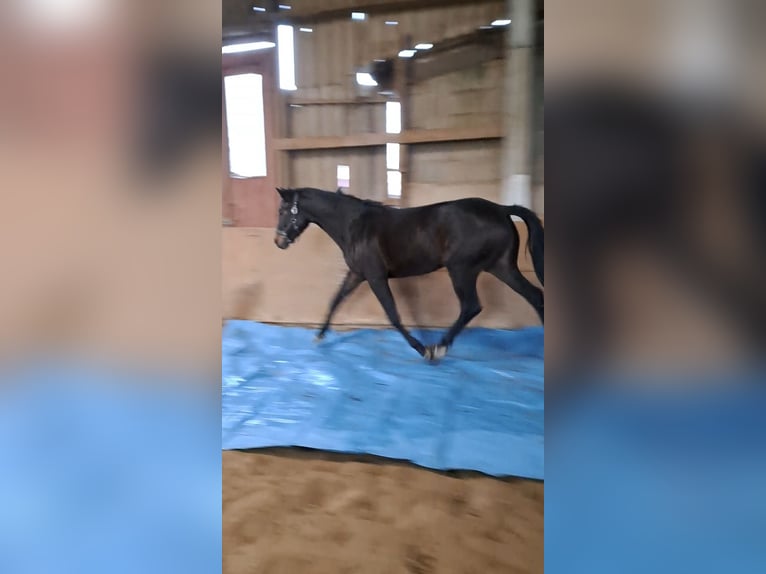Holsteiner Stute 4 Jahre 165 cm Schwarzbrauner in Wachtberg