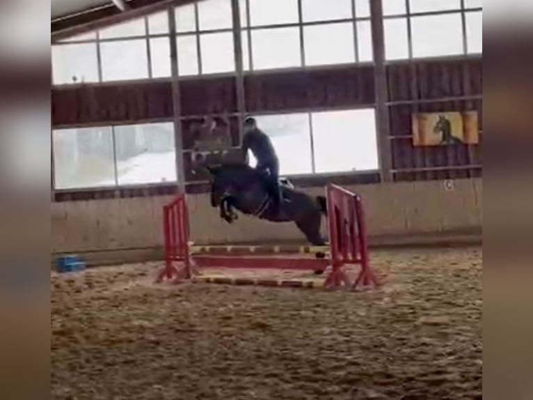 Holsteiner Stute 4 Jahre 165 cm Schwarzbrauner in Altusried