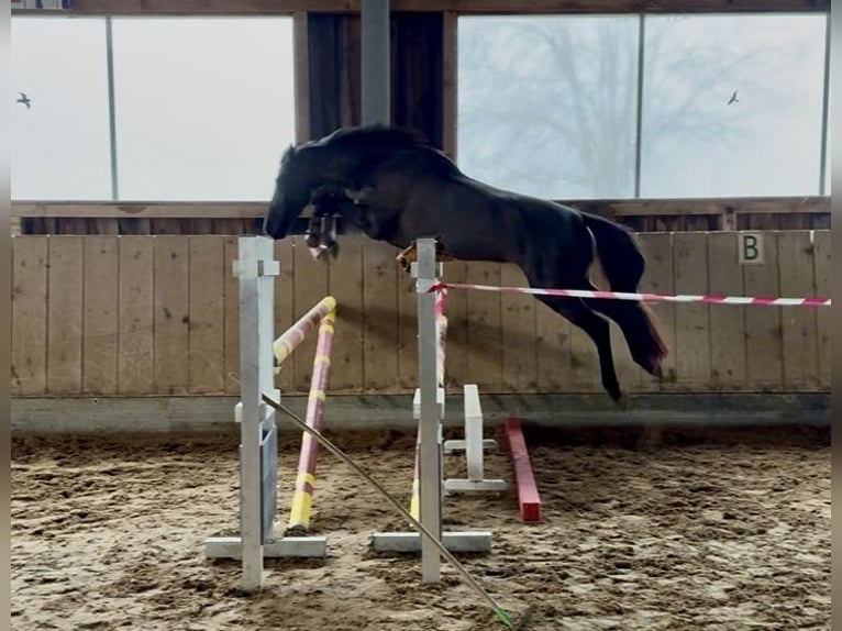 Holsteiner Stute 4 Jahre 165 cm Schwarzbrauner in Altusried