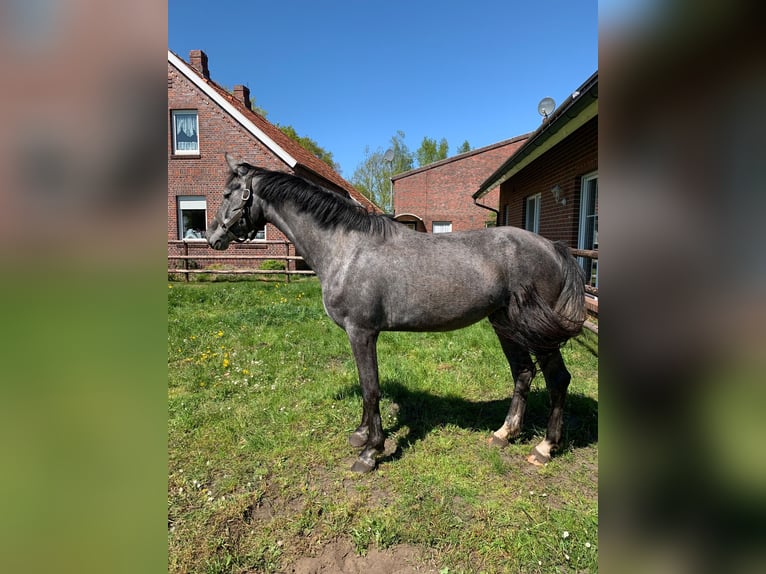 Holsteiner Stute 4 Jahre 166 cm Blauschimmel in Firrel