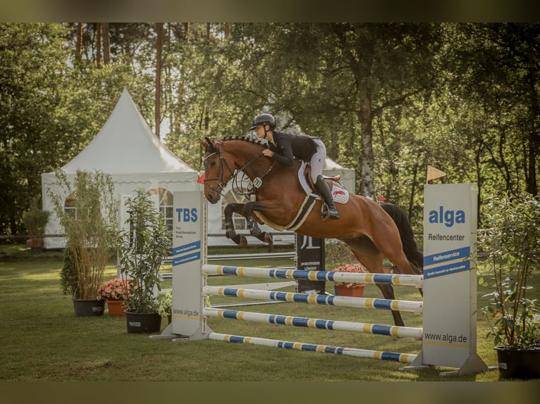 Holsteiner Stute 4 Jahre 166 cm Brauner in Boitzen