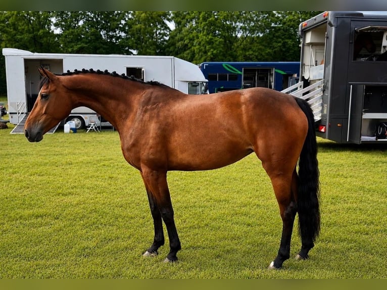 Holsteiner Stute 4 Jahre 166 cm Brauner in Boitzen