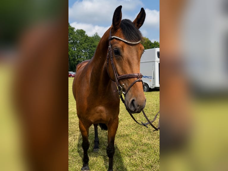Holsteiner Stute 4 Jahre 166 cm Brauner in Boitzen