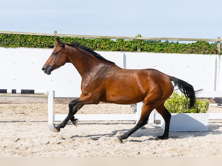 Holsteiner Stute 4 Jahre 166 cm Brauner in Waddinxveen