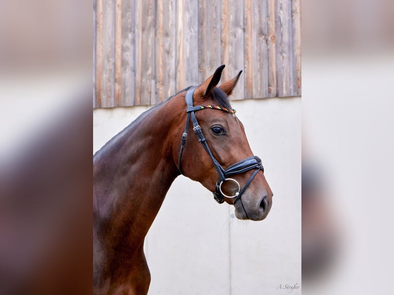 Holsteiner Stute 4 Jahre 166 cm Dunkelbrauner in St Georgen bei Salzburg