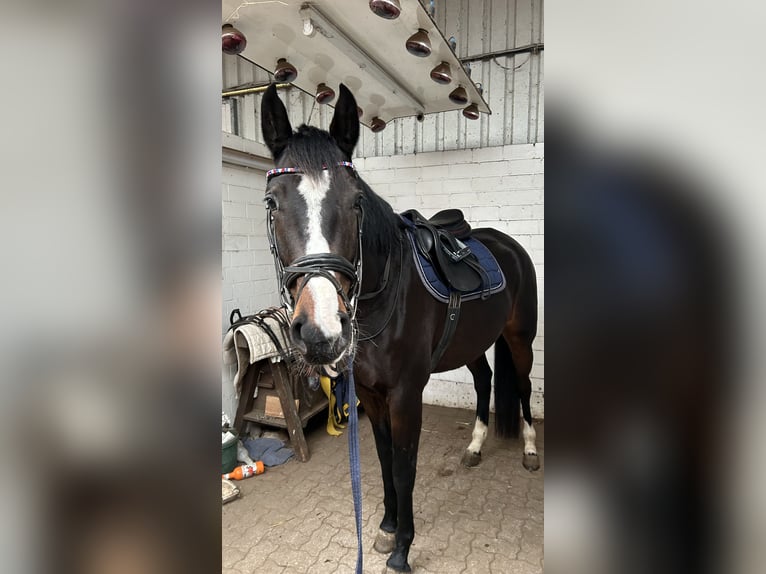 Holsteiner Stute 4 Jahre 167 cm Brauner in Fehmarn