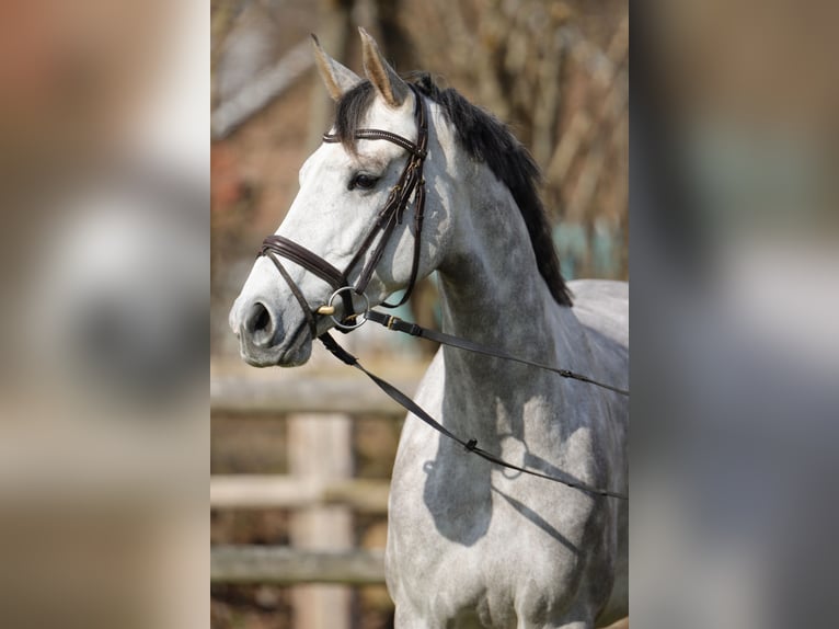 Holsteiner Stute 4 Jahre 167 cm Schimmel in Rickling