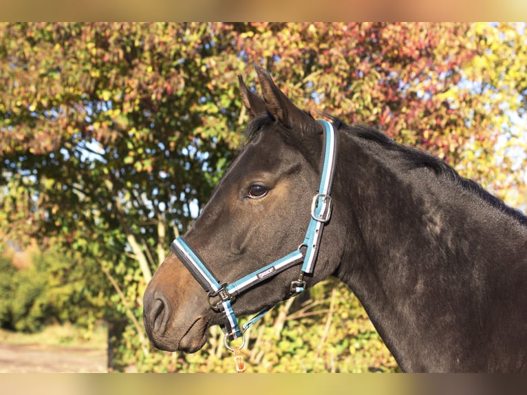Holsteiner Stute 4 Jahre 167 cm Schwarzbrauner in Nordhof